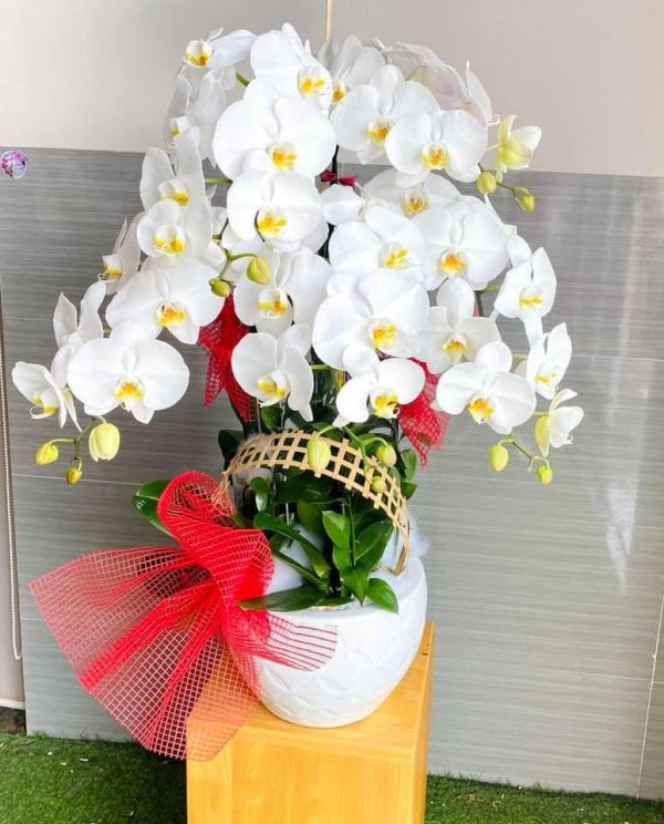 chậu lan hồ điệp trắng