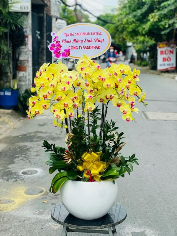 lan hồ điệp chúc mừng sinh nhật