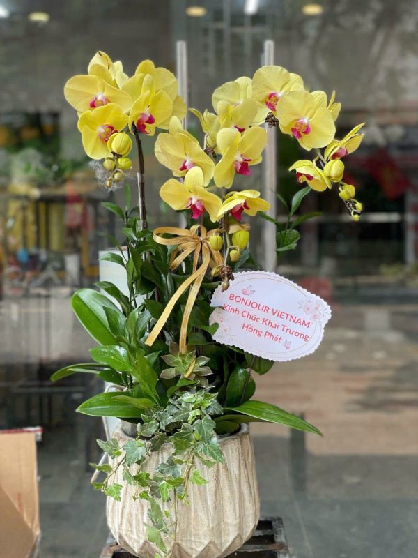 chậu lan hồ điệp
