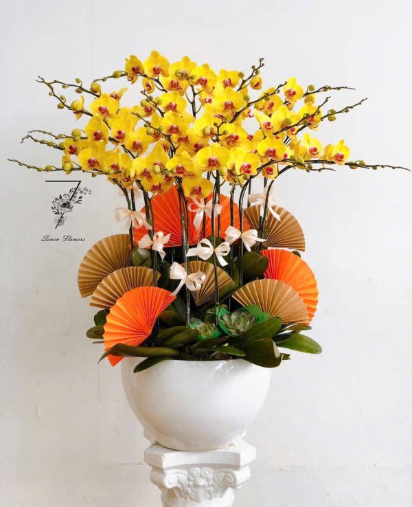 chậu lan hồ điệp vàng
