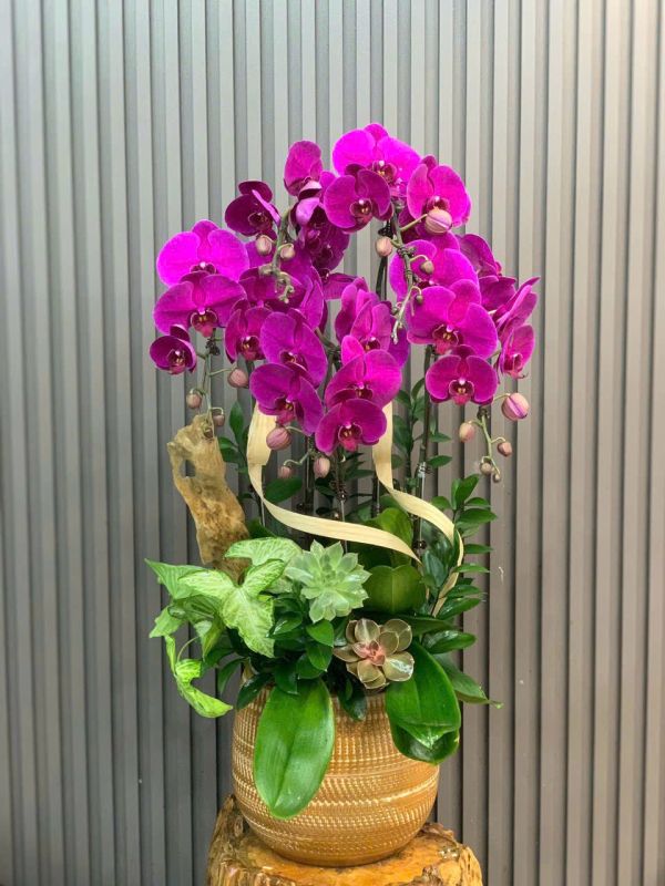 lan hồ điệp tím