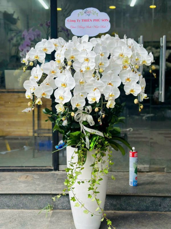 chậu lan hồ điệp trắng