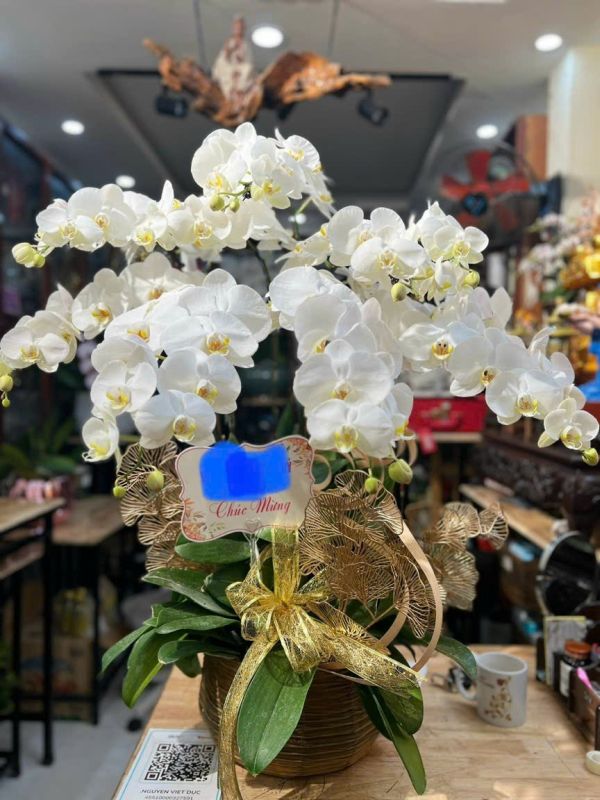 lan hồ điệp bình thạnh