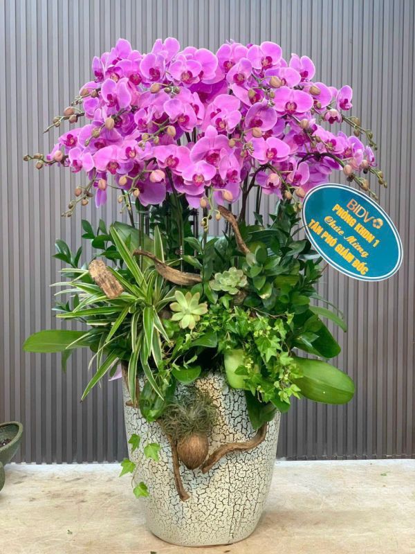 lan hồ điệp tím