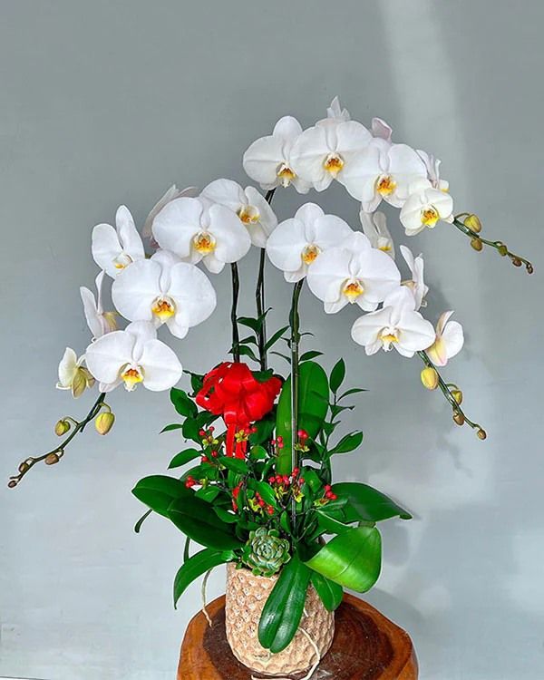 lan hồ điệp trắng