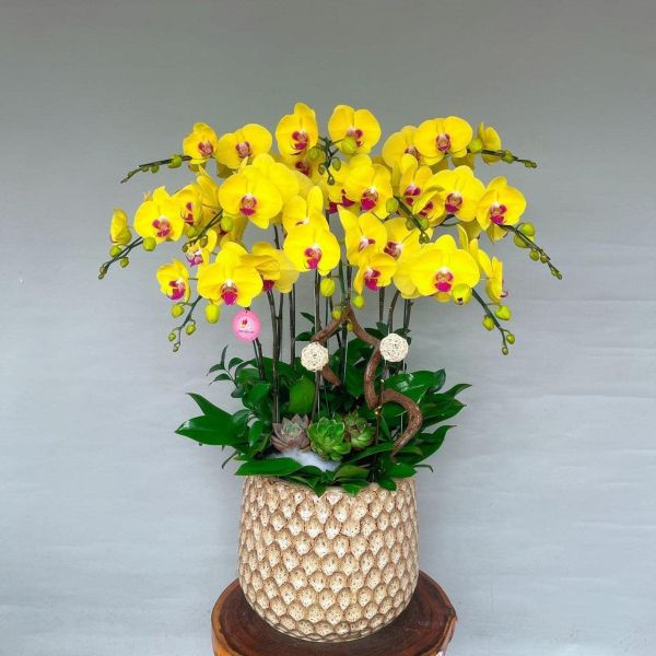 chậu lan hồ điệp vàng