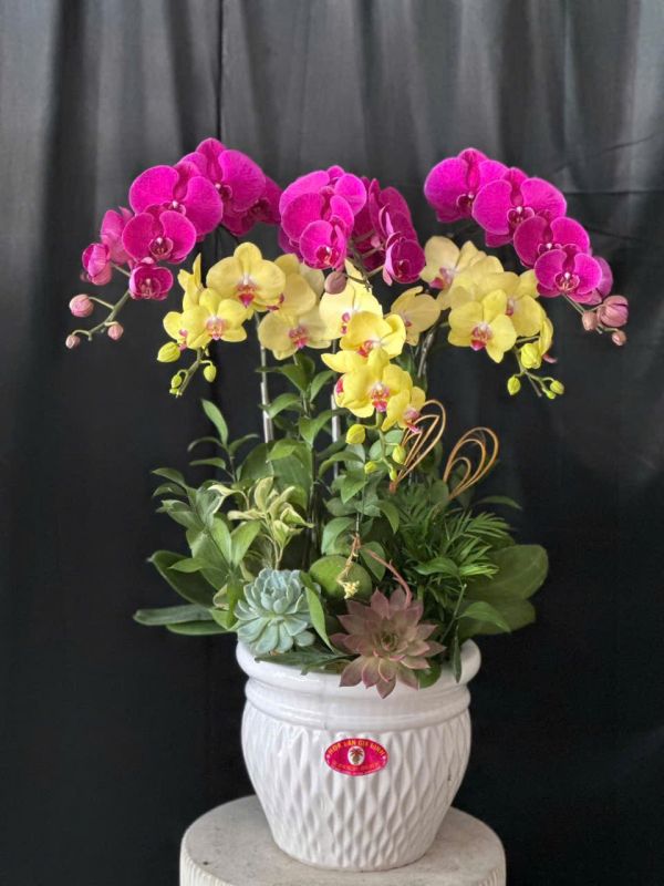 shop hoa lan hồ điệp củ chi