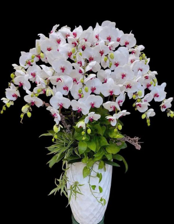 hoa lan hồ điệp dĩ an