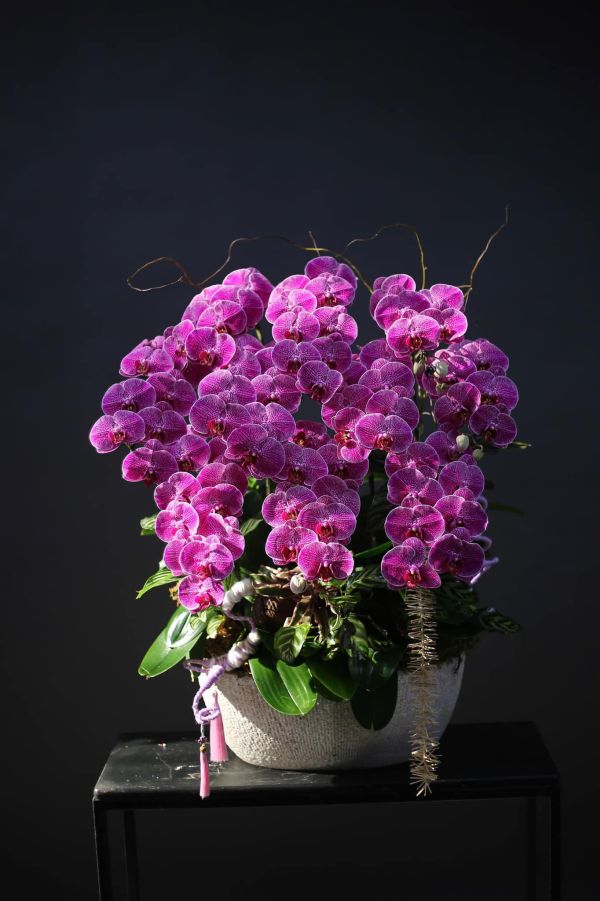 lan hồ điệp tím