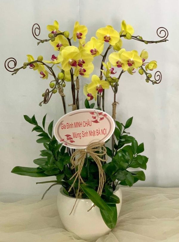 lan hồ điệp chúc mừng sinh nhật