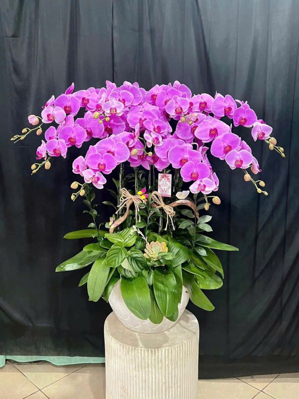 lan hồ điệp tím
