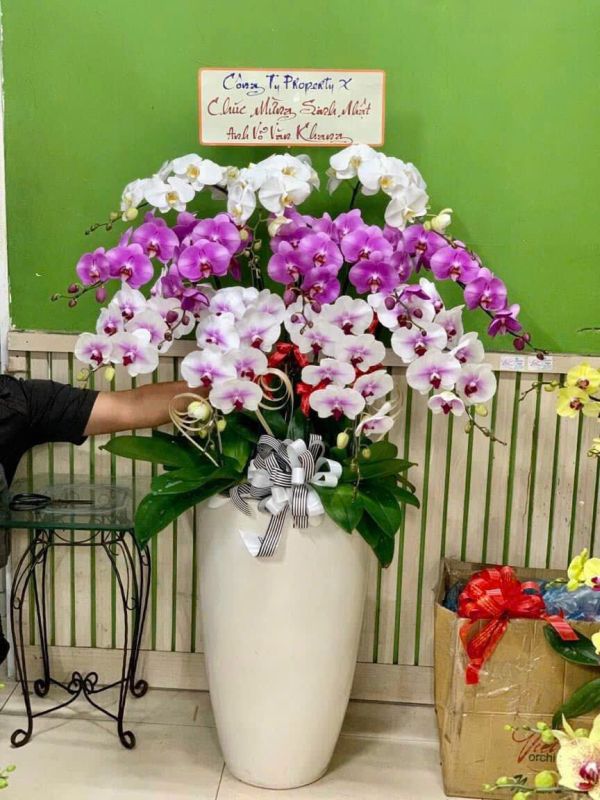chậu lan hồ điệp