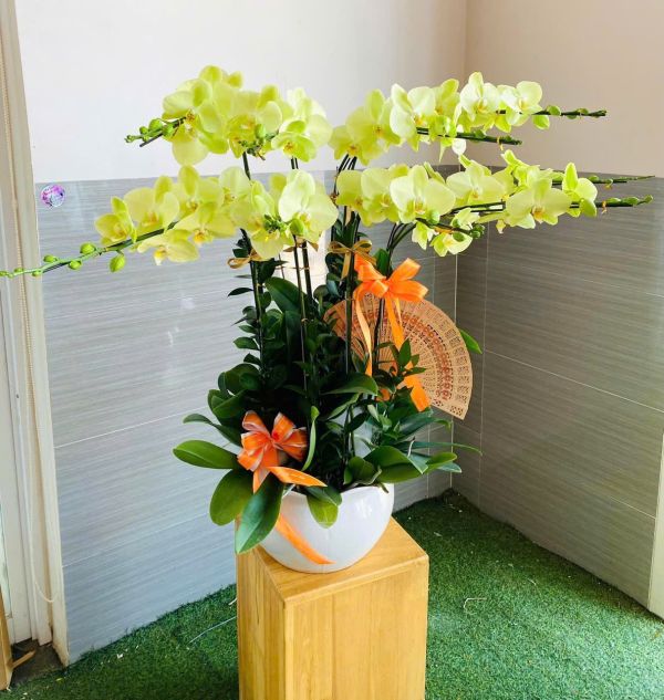 shop hoa lan hồ điệp long khánh
