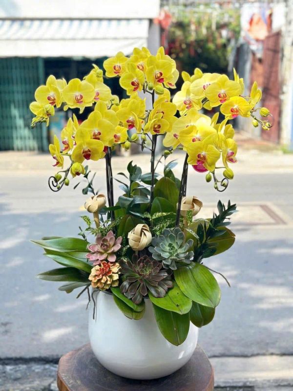 chậu lan hồ điệp