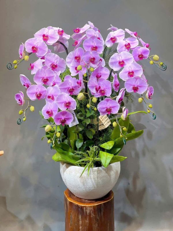lan hồ điệp mini
