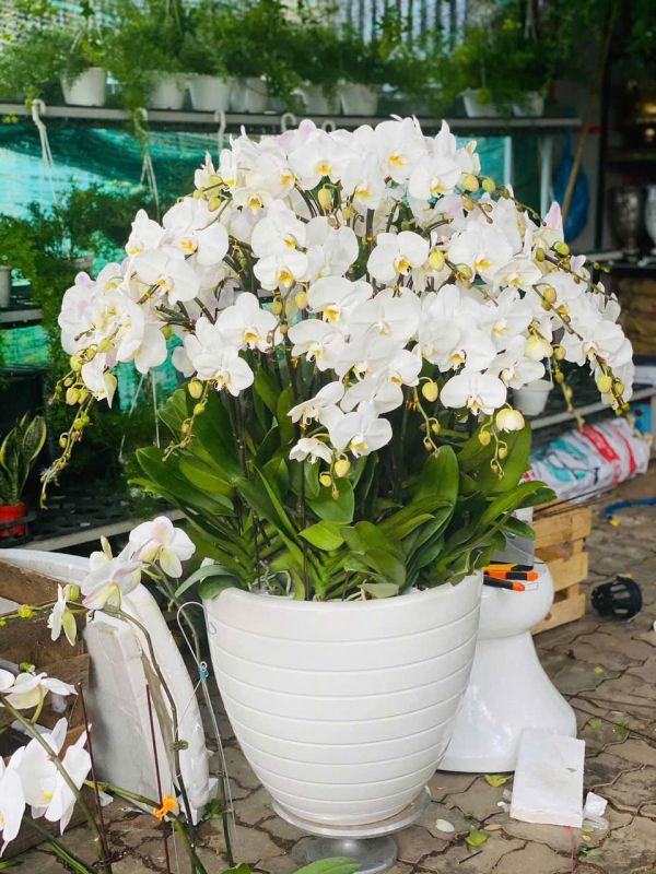 shop hoa lan hồ điệp nhà bè