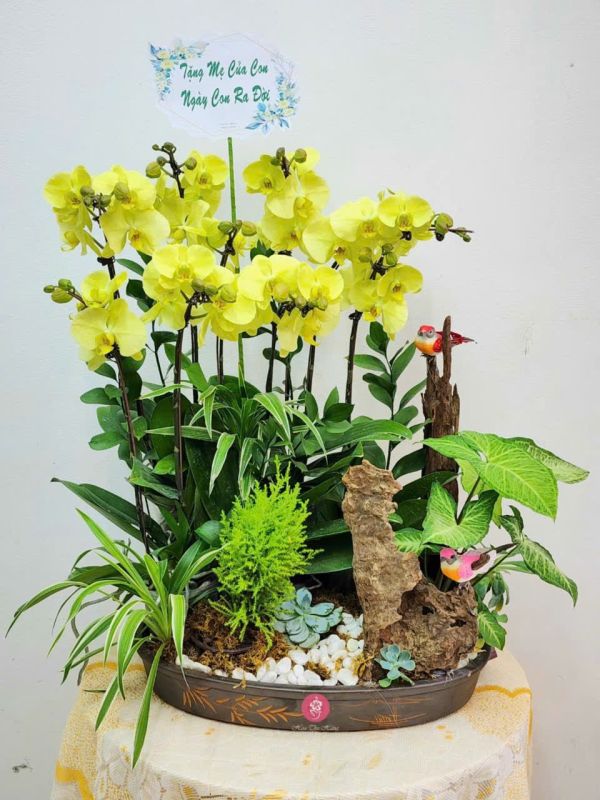 lan hồ điệp mừng sinh nhật