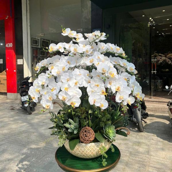 lan hồ điệp trắng