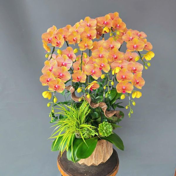 shop hoa lan hồ điệp quận 10