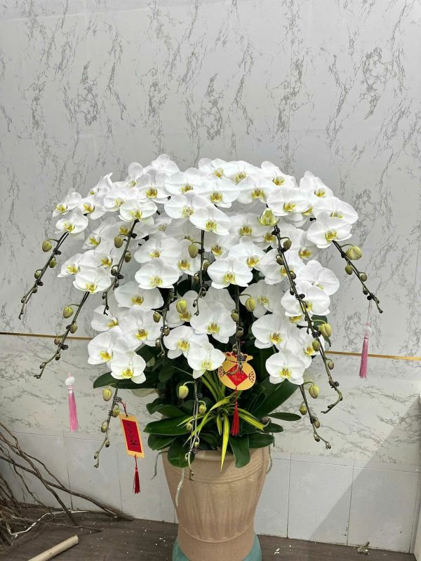 lan hồ điệp trắng