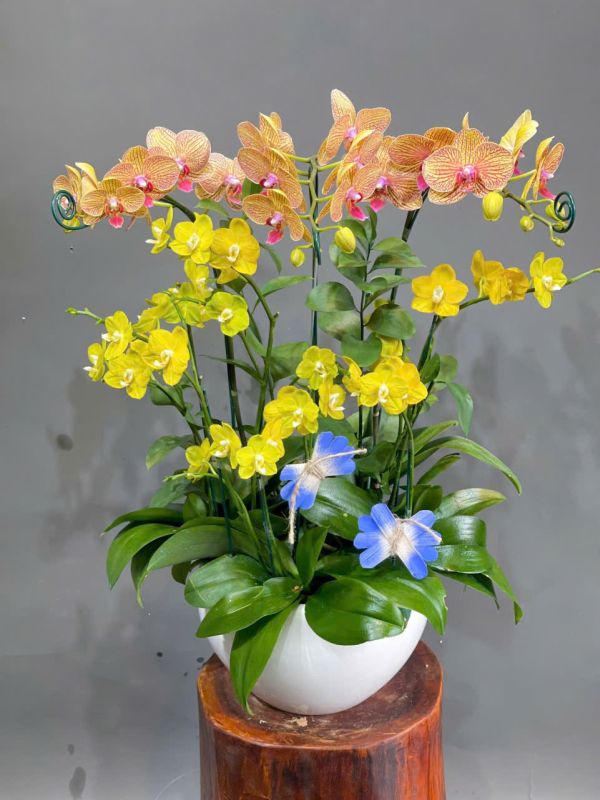lan hồ điệp mini