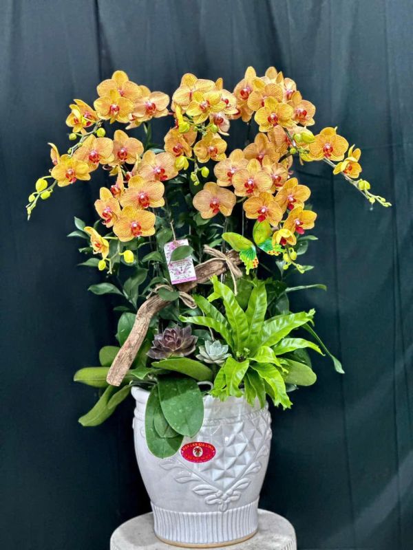shop hoa lan hồ điệp quận 11