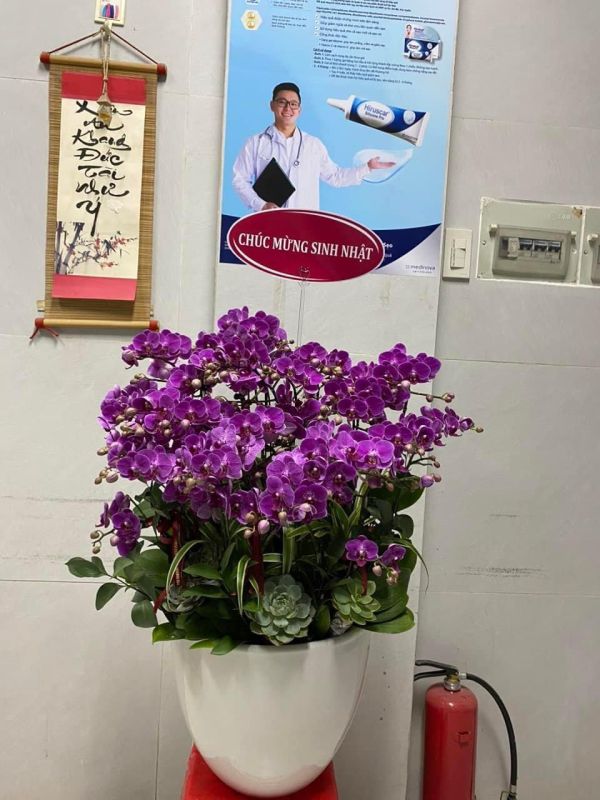lan hồ điệp tím