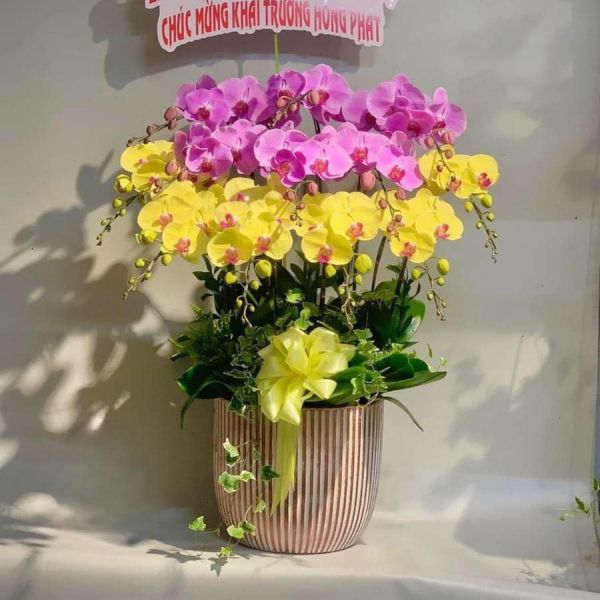 chậu lan hồ điệp