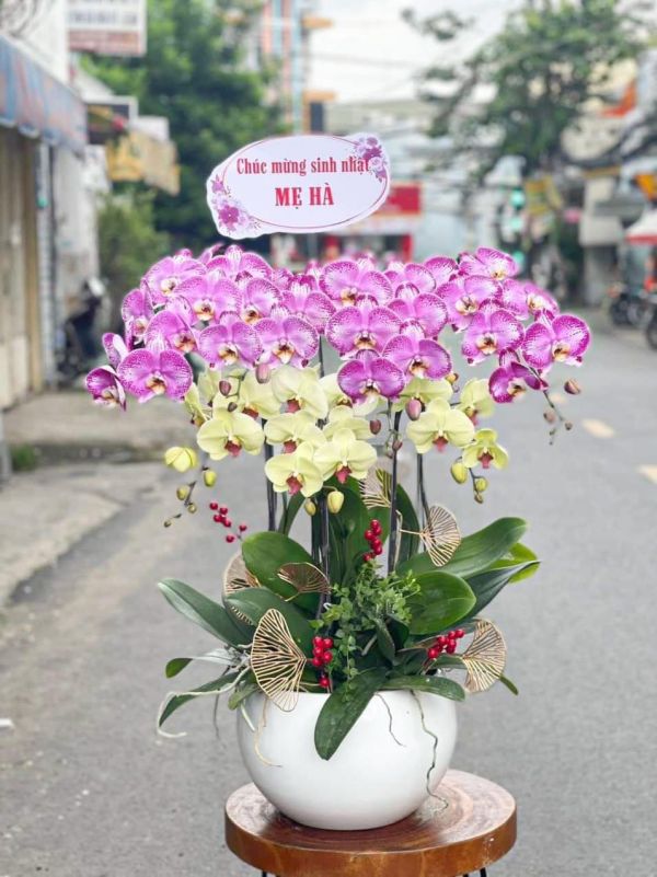 lan hồ điệp mừng sinh nhật