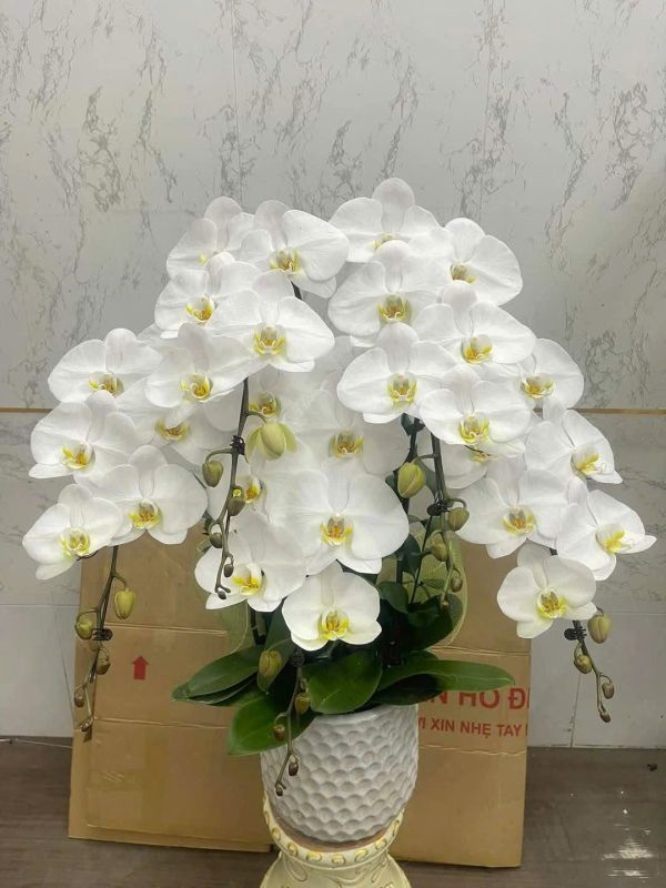 lan hồ điệp trắng