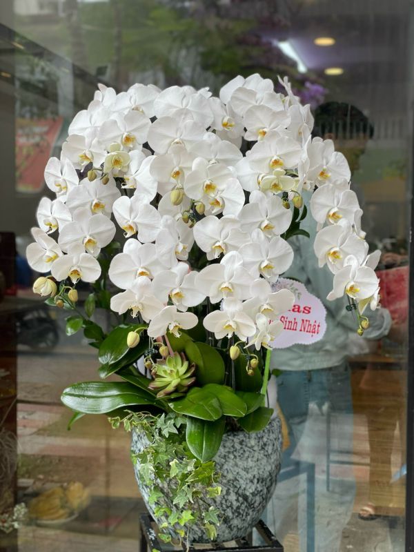 lan hồ điệp mừng sinh nhật