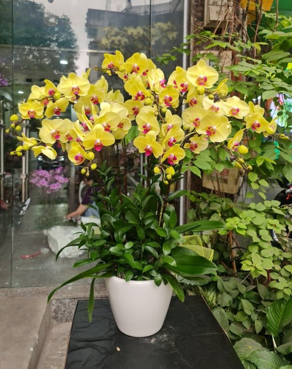 lan hồ điệp vàng
