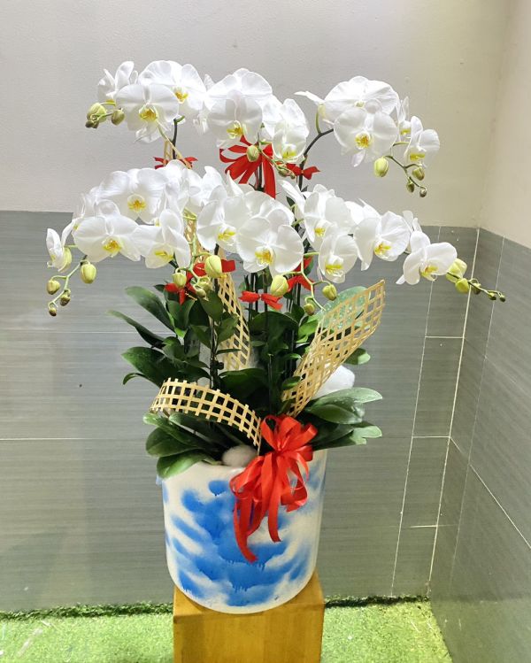 lan hồ điệp trắng