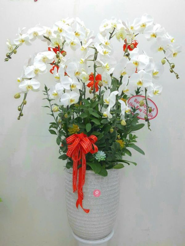 chậu lan hồ điệp