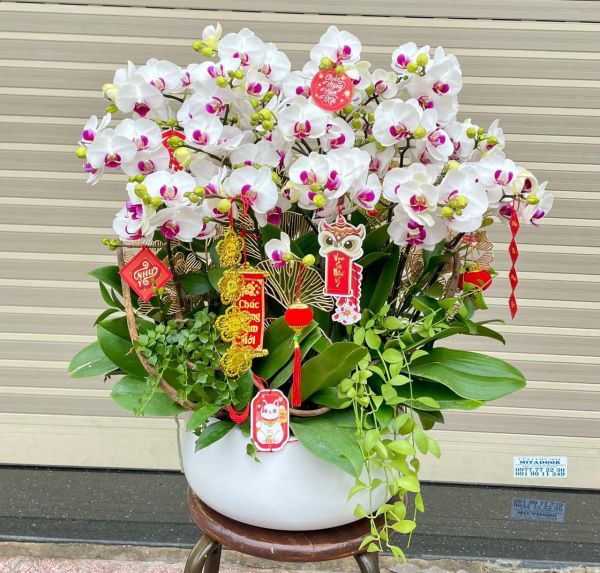 shop hoa lan hồ điệp quận 2