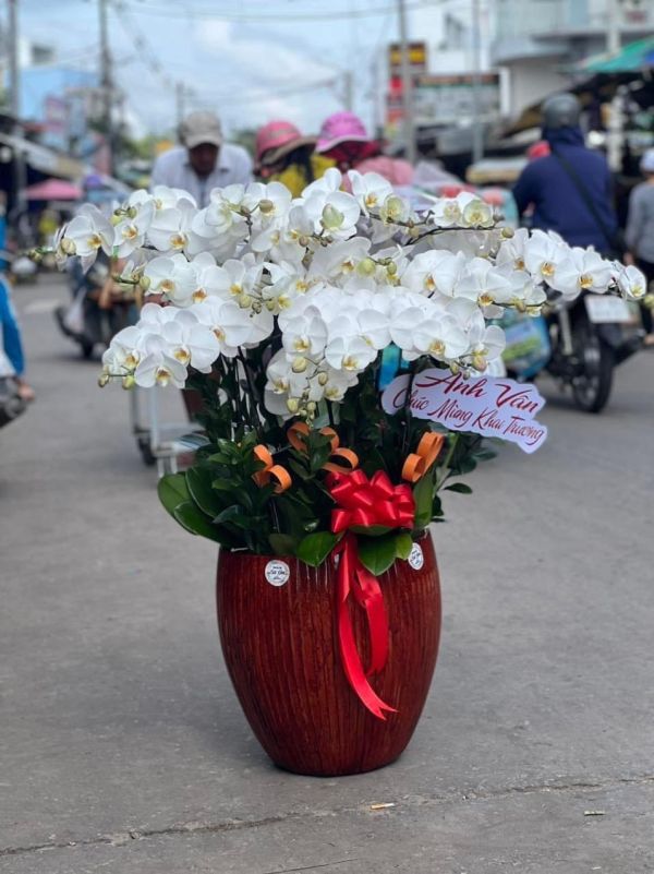 chậu lan hồ điệp trắng