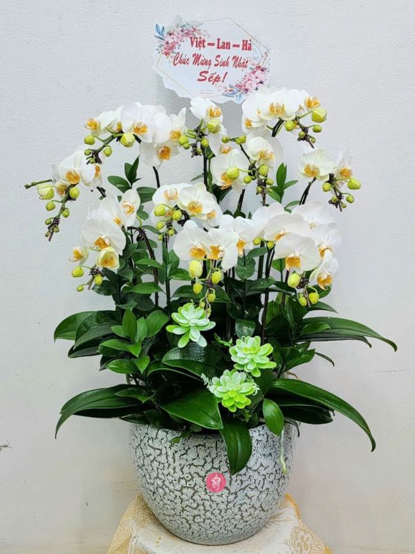 shop hoa lan hồ điệp quận 3