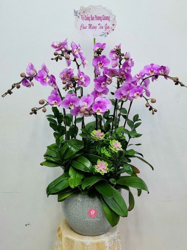 lan hồ điệp mừng tân gia