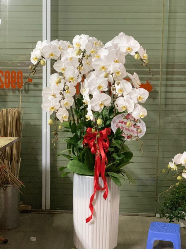 lan hồ điệp trắng