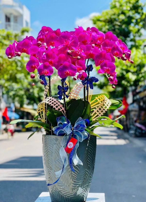 lan hồ điệp tím