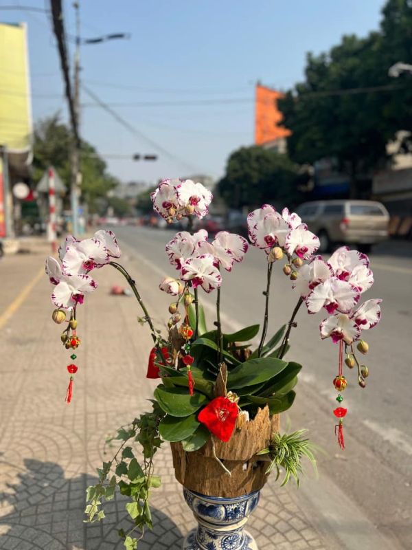 lan hồ điệp mini
