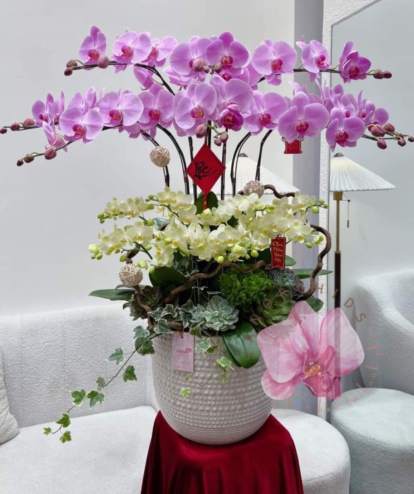 lan hồ điệp mini