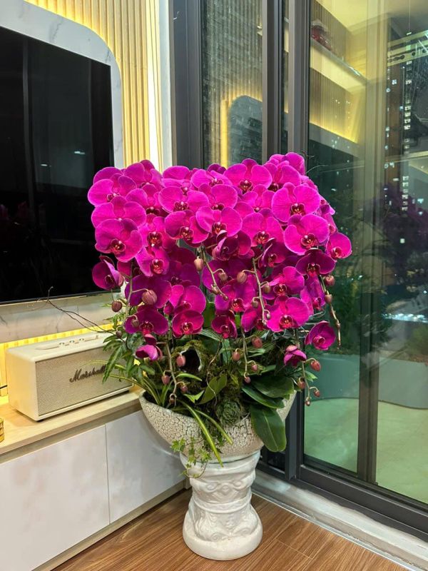 lan hồ điệp tím