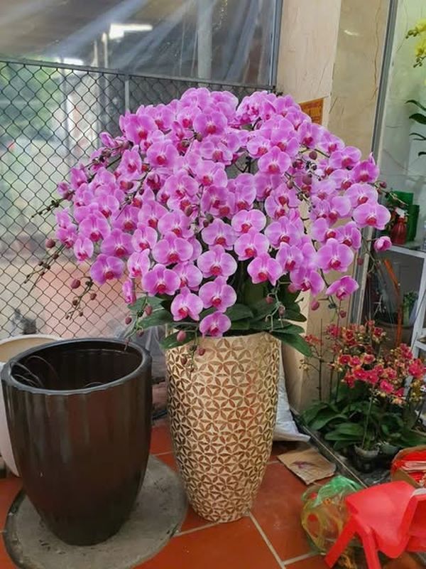 lan hồ điệp tím