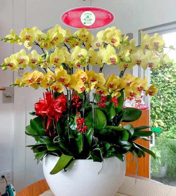 chậu lan hồ điệp vàng