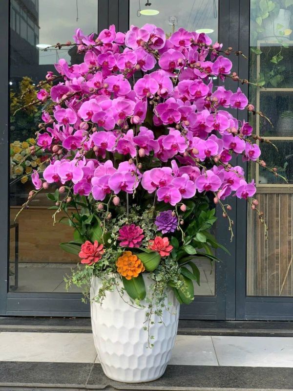 shop hoa lan hồ điệp quận 6