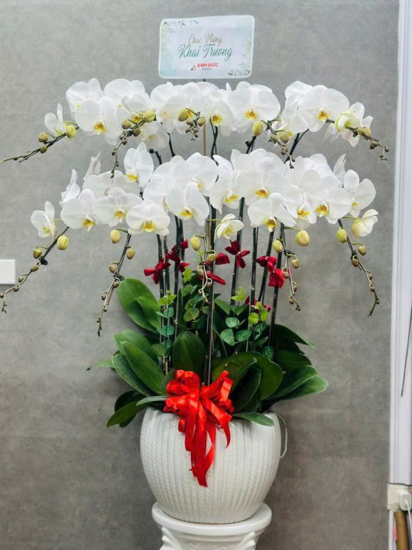 chậu lan hồ điệp trắng