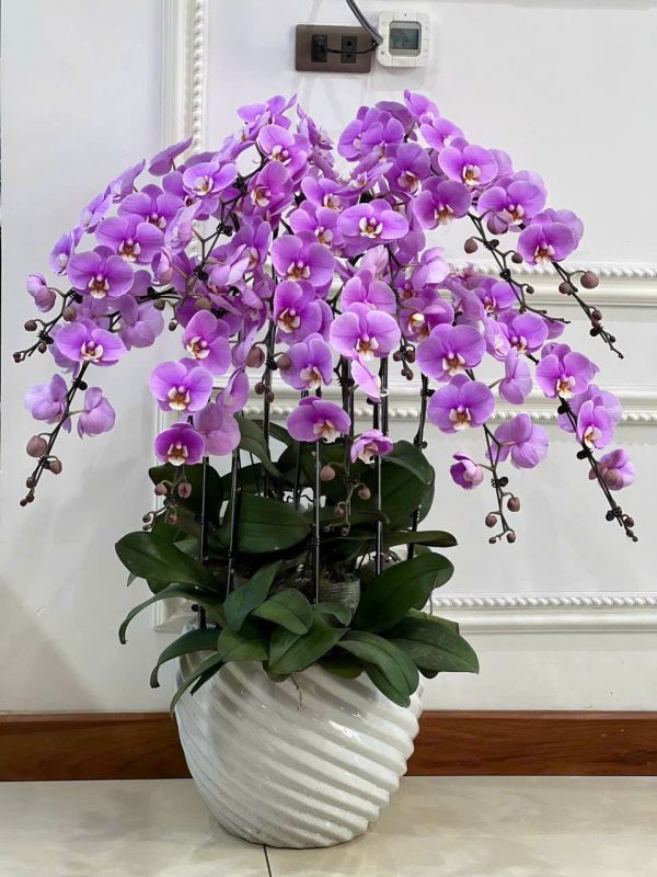 chậu lan hồ điệp tím