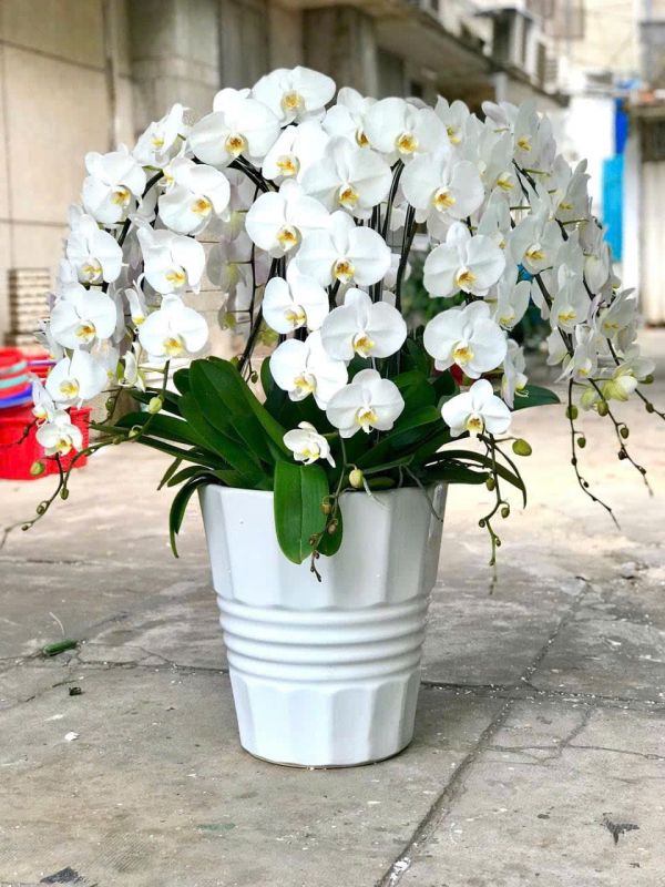 chậu lan hồ điệp