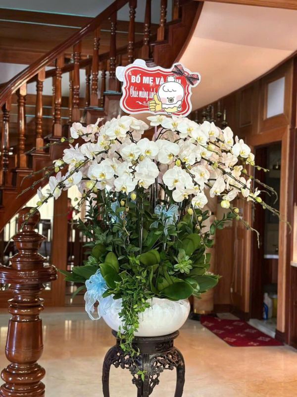 shop hoa lan hồ điệp quận 7